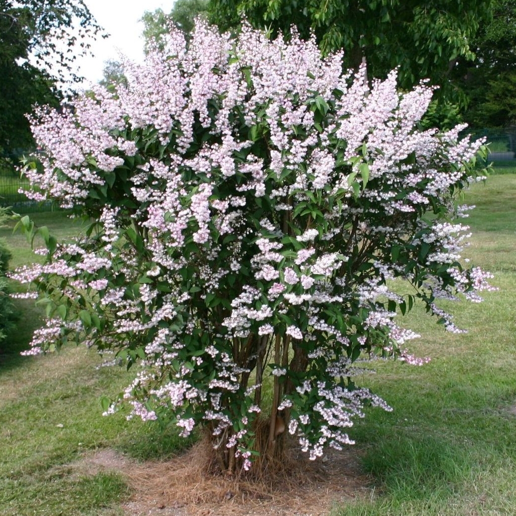 Deutzia scabra 'Plena'